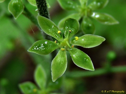 {Melanthium parviflorum}